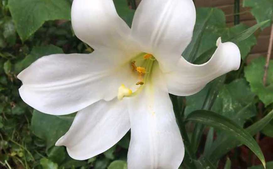 百合花