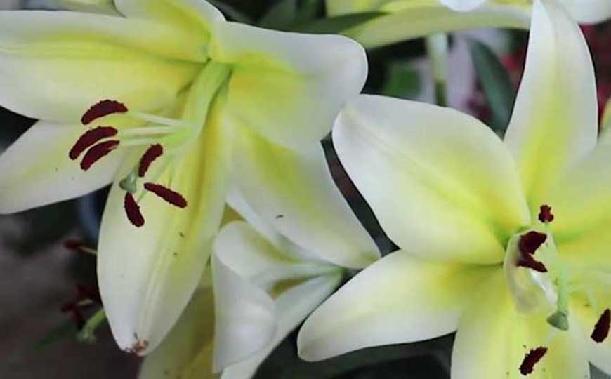 百合花
