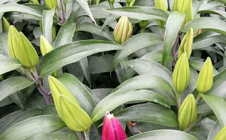 百合花