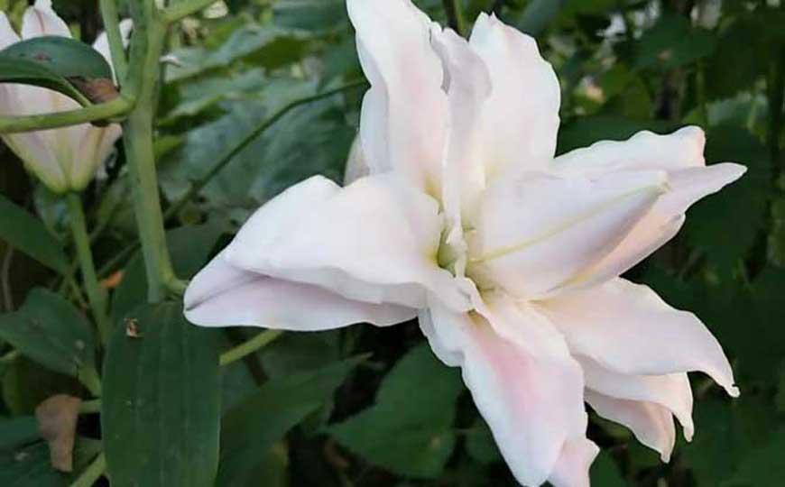 百合花