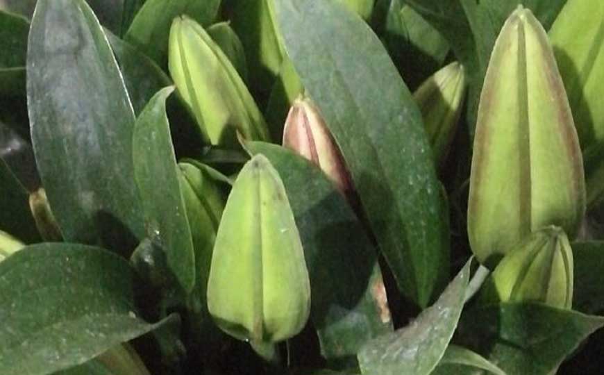 百合花