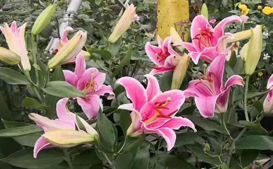 百合花