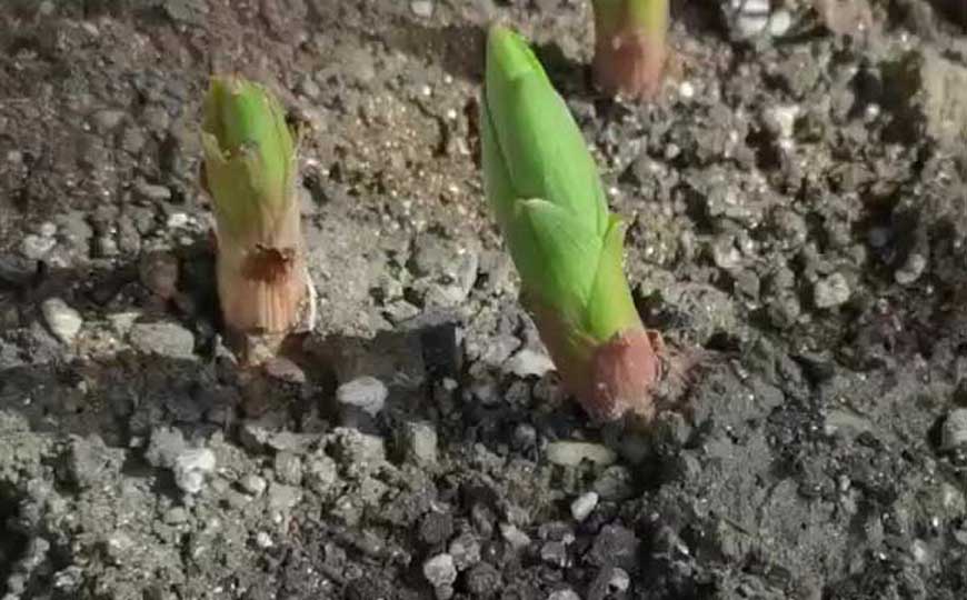 百合花
