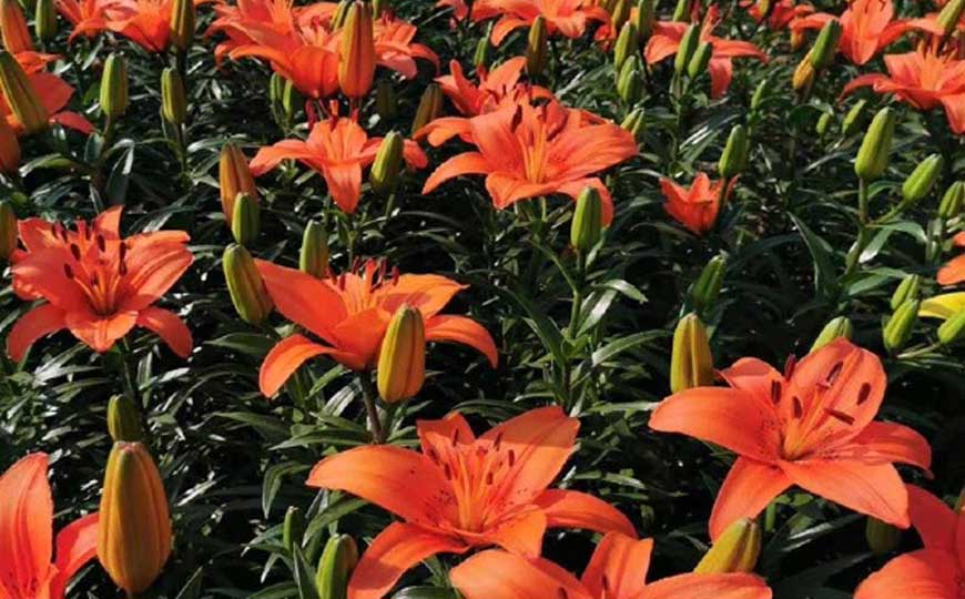 百合花