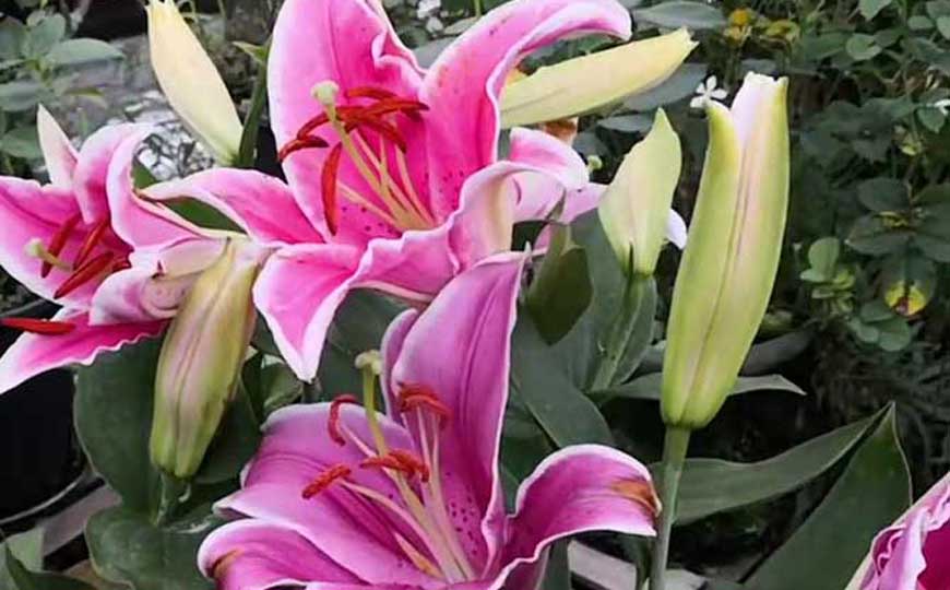 百合