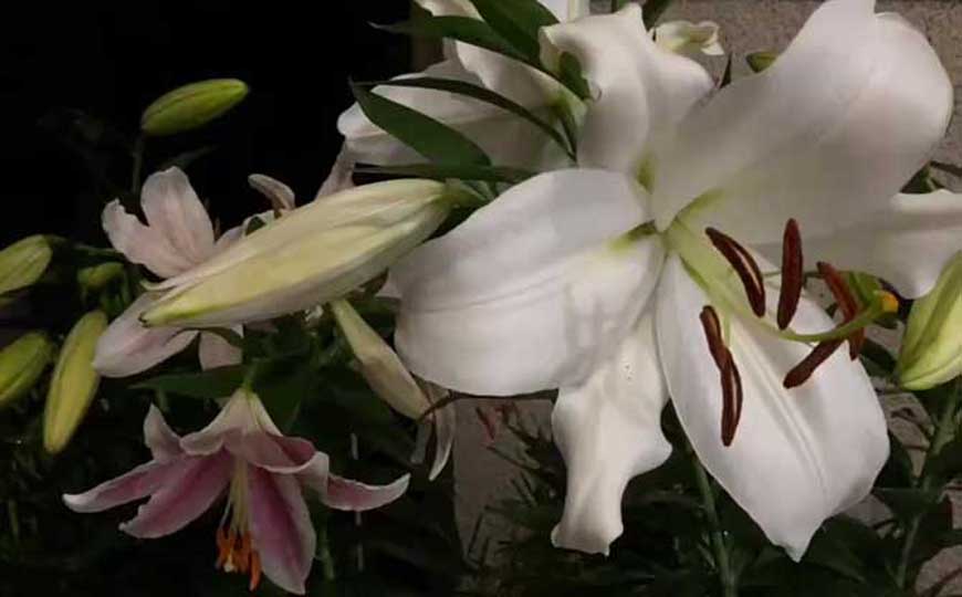 百合