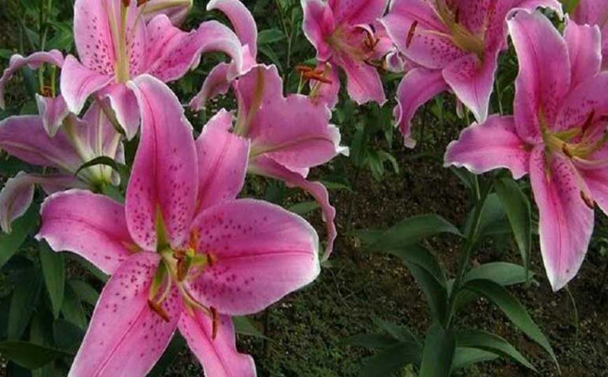 百合