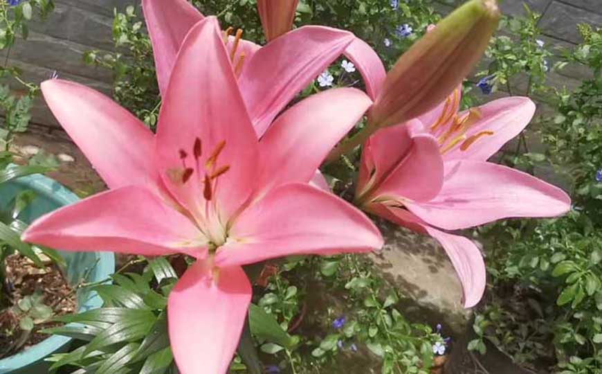 百合花