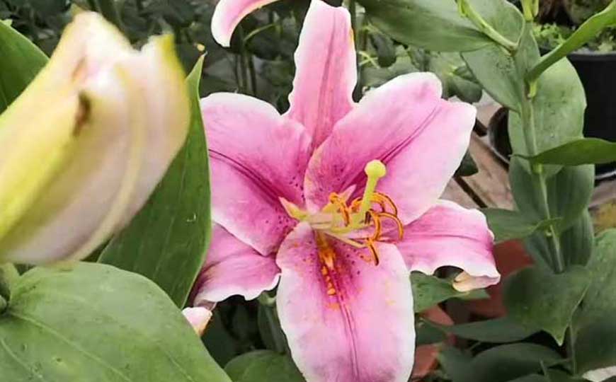 百合花