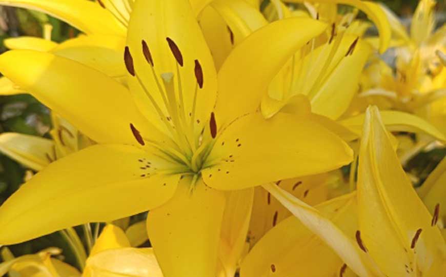金百合