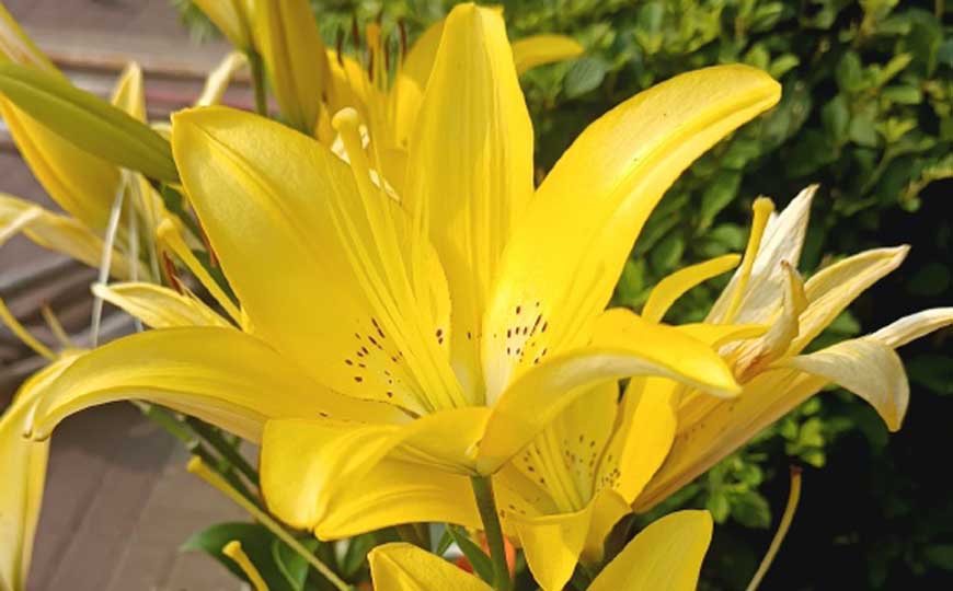 金百合