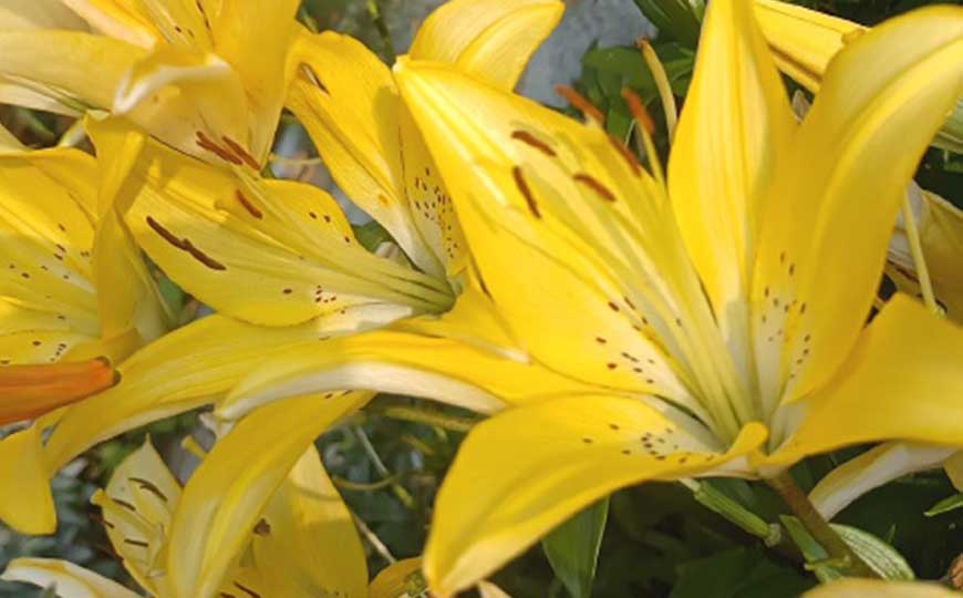 金百合