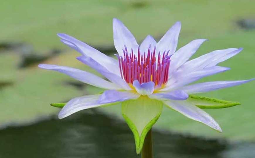 水百合