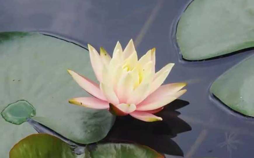 水百合