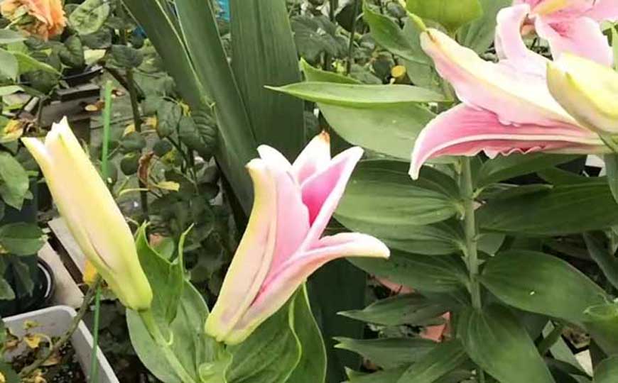 百合