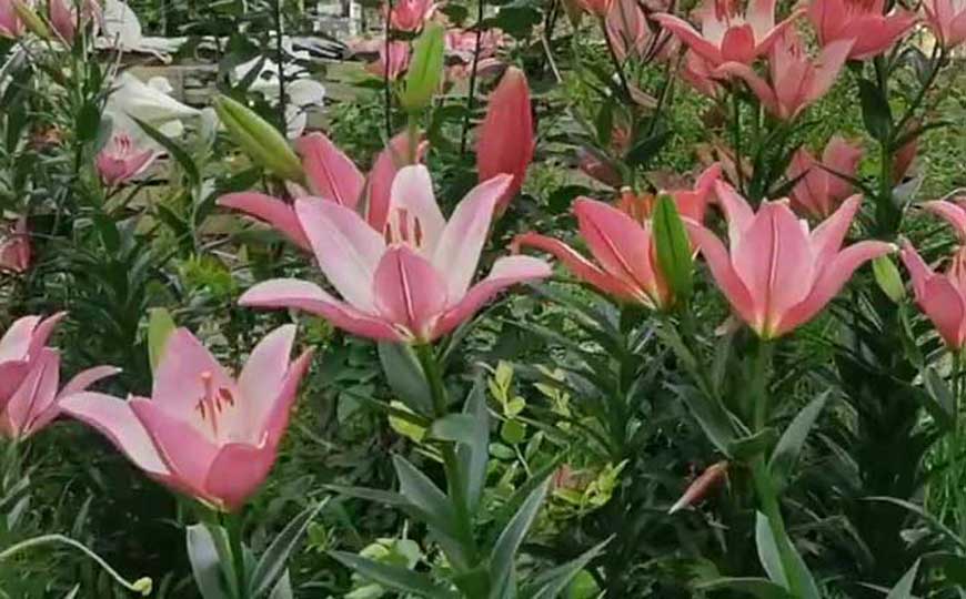 百合