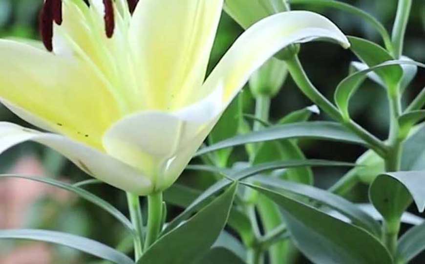 百合