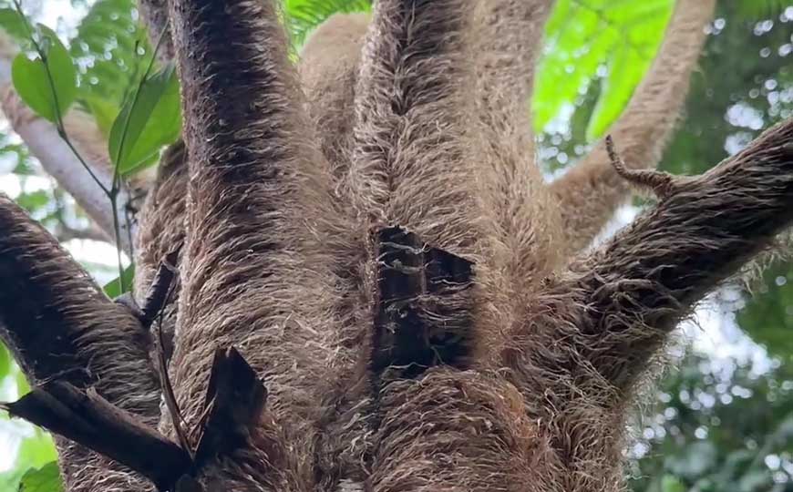 笔筒树(笔桫椤、多鳞白桫椤)