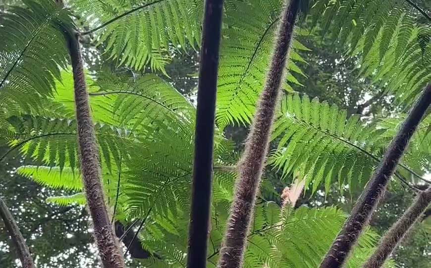 笔筒树