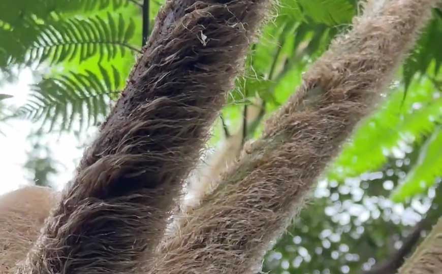 笔筒树