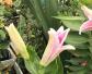 百合花什么时候开花？