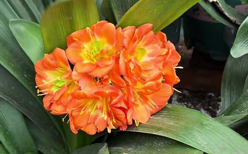 大花君子兰是什么植物？