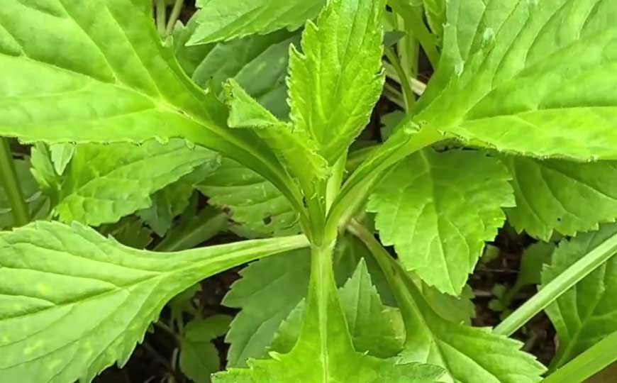 败酱草