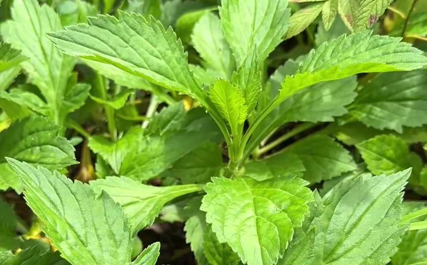 败酱草