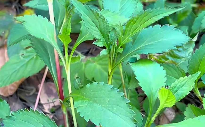 败酱草