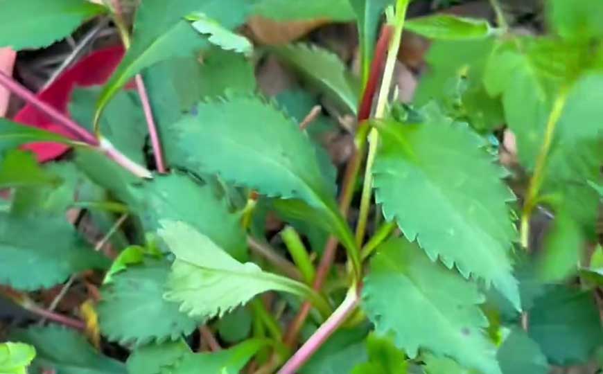 败酱草