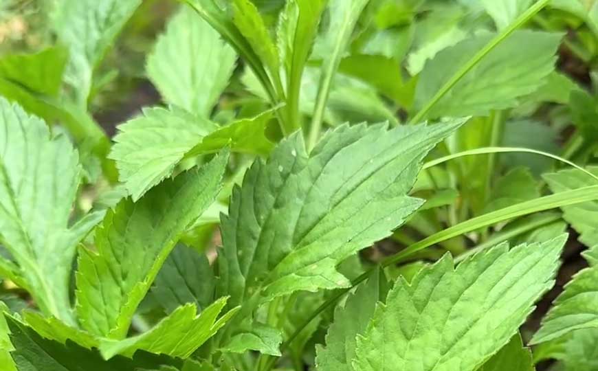 败酱草
