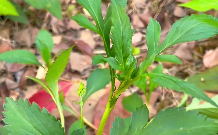 败酱草