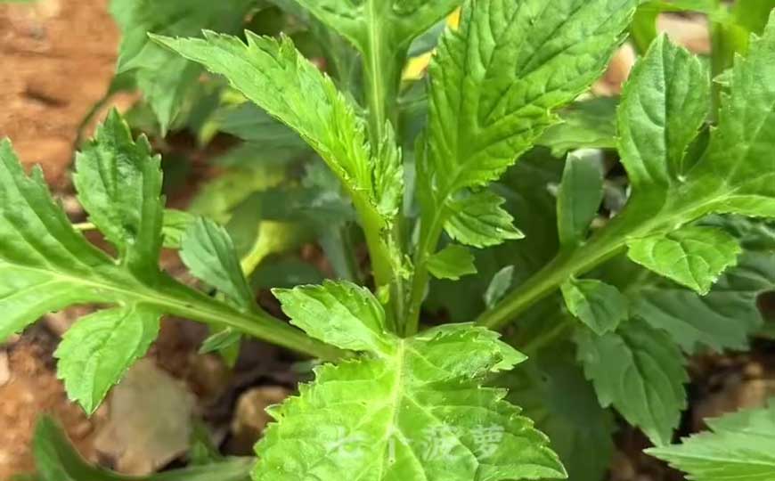 败酱草