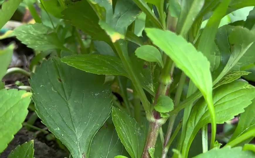 败酱草