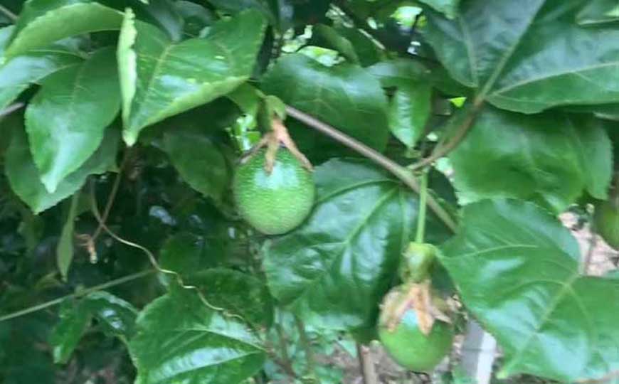 百香果
