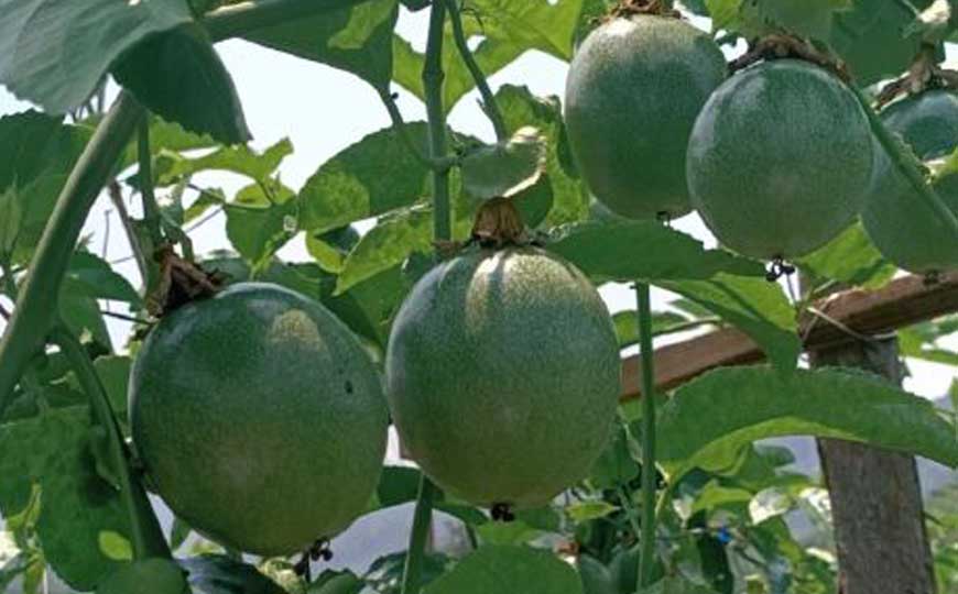 百香果