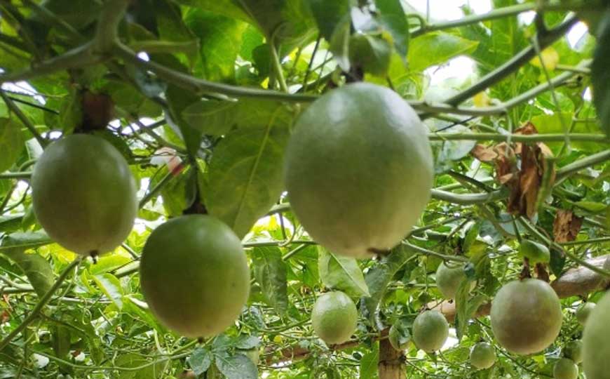 百香果