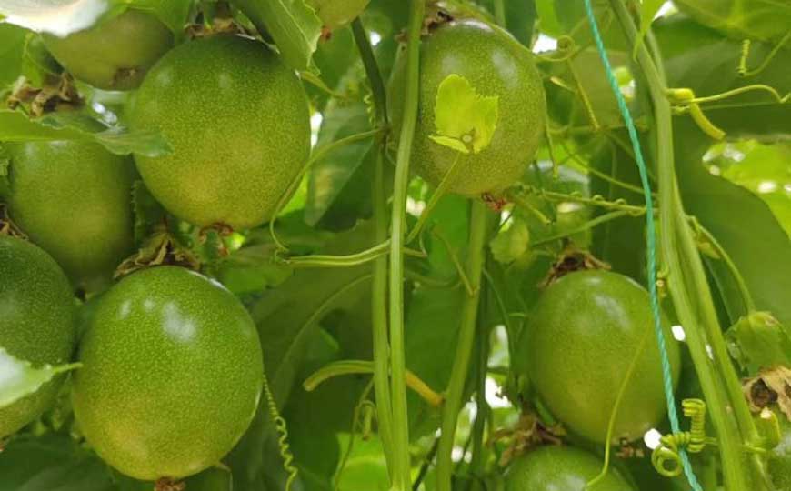 百香果
