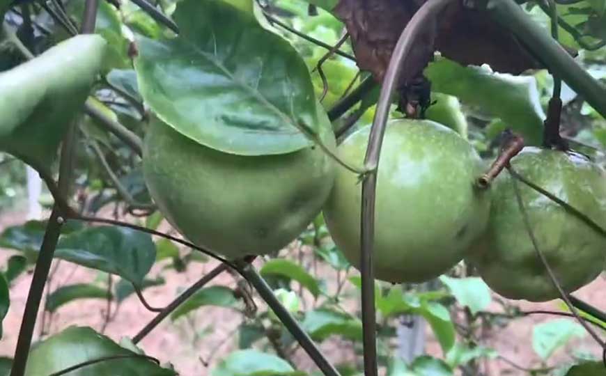 百香果