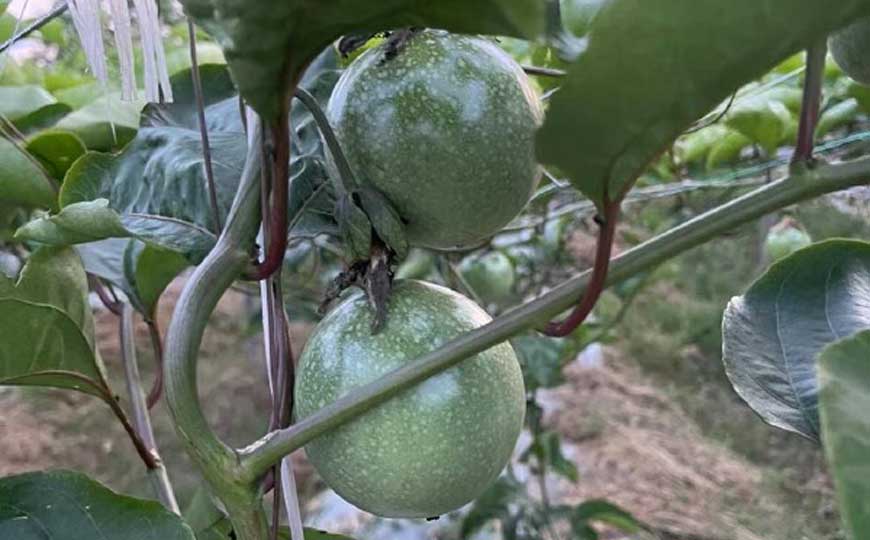百香果