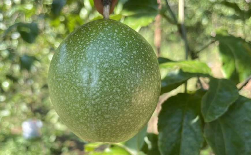 百香果