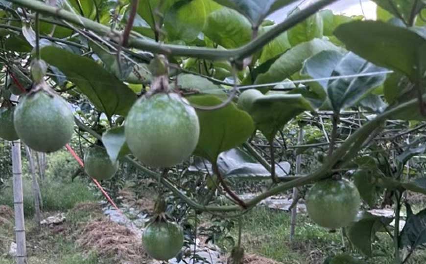百香果