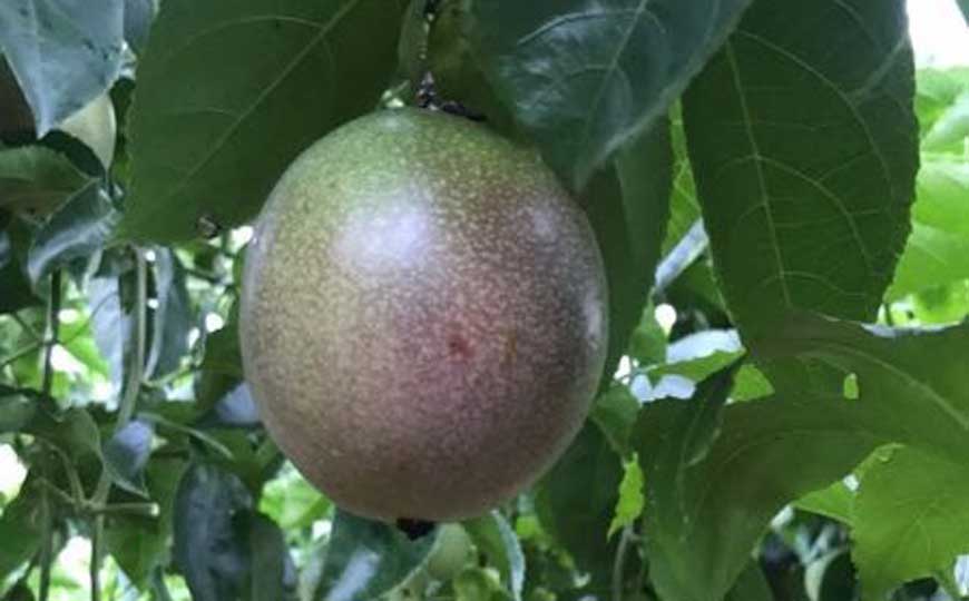 百香果