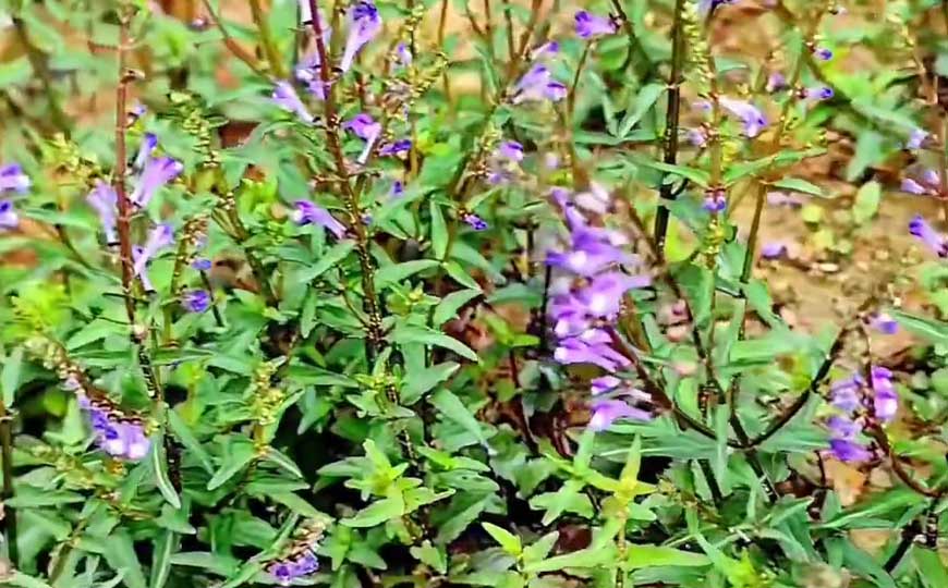 半枝莲(半支莲、瘦黄芩)