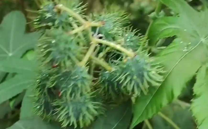 蓖麻(草麻、牛蓖)