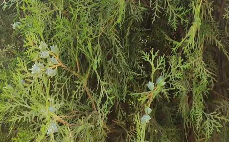 柏树