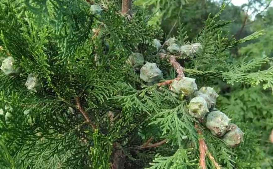 柏树是什么植物？