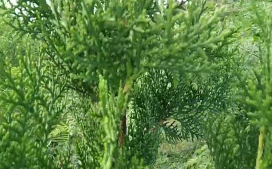 柏树的资料和特点