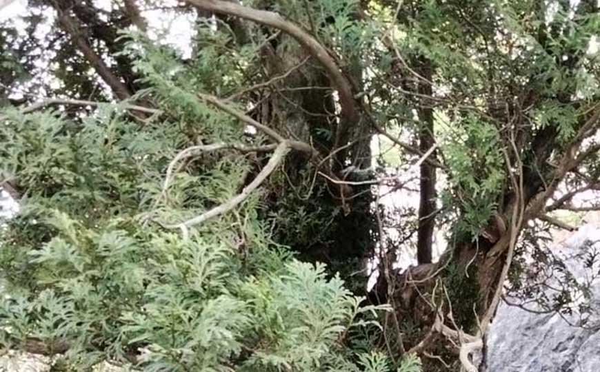 崖柏属