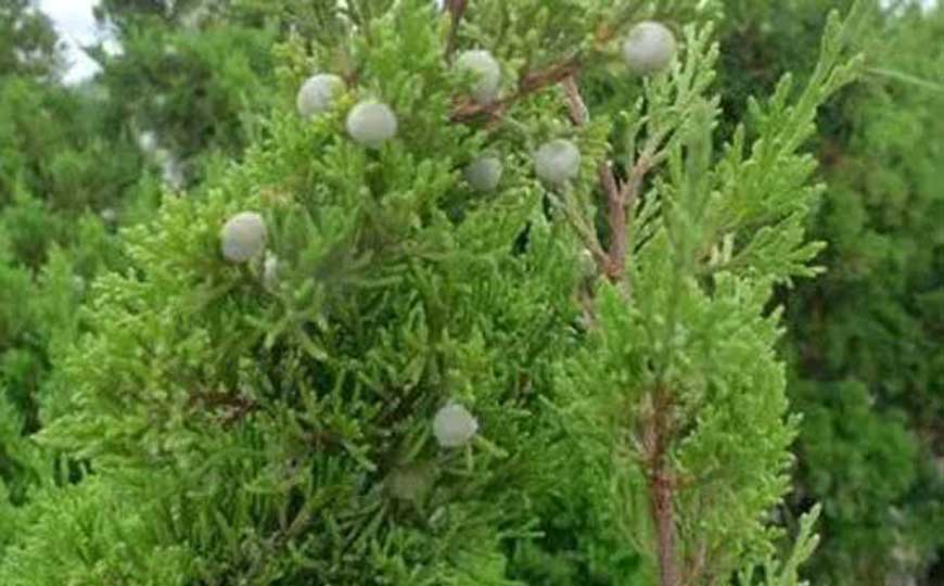 翠柏属